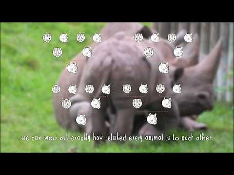 Chester Zoo - How are conservation breeding recommendations made?