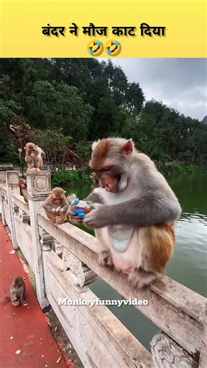 952K views · 21K reactions | Monkey Funny Video 藍藍藍 栗 देखिए...