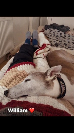 Wonder whippet, William. What an amazing holiday he has enjoyed with his amazing BM holiday hosts. From Bamburgh to Woodhorn Museum, Seaton Sluice to Cambois. Good times 🐾🐾😍 #dogsofnorthumberland #northumberland #northumberlandcoast #dogloversuk #whippet #homefromhomedogboarding #luxurydogboarding | Barking Mad Dog Care