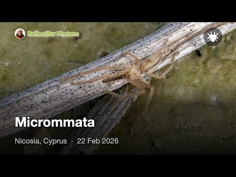 Микромата, Μικρομμάτα, Micrommata