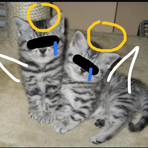 One Boy and Two Kittens: A Heartwarming Moment