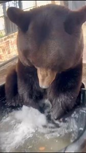 “Brighton” is typically the first bear to go into seasonal slumber in the fall and typically the first to begin to wake up in the Spring. She got up this afternoon and enjoyed a splash in her pool before retiring back to her den for a snooze. The bears typically start to slowly become more active throughout the Spring. By April they should all be awake daily for periods of time and by May they will have ended their seasonal slumber and be actively foraging throughout the day. #bearslife #torpor 