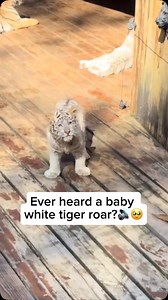 1.4M views · 28K reactions | Baby white tigers are extremely rare in...