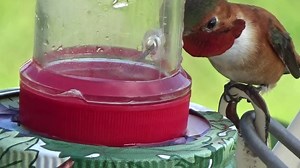 25K views · 1.6K reactions | I combined 3 videos, 3 different male Rufous, so you can see the wonder of their amazing tongues in action. I have kept this old feeder for this purpose. There is nothing that amazes me more about these babies, other than their flying .. please watch to the end you won't be sorry you did. It is only one and a half minutes. Like our page at https://www.facebook.com/HummingbirdHavenOregon/ | Hummingbird Haven | Facebook