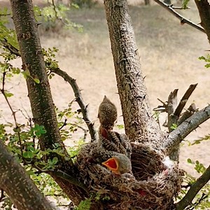 4.8K views · 303 reactions | Smallwoodshrike bird gathering different types insects and guve it to babies | Review All Birds | Facebook