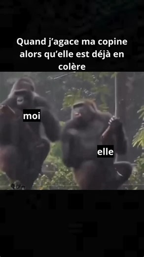 Intimité sans pression · Sexologie on Instagram: "Chez les 🦍,l’intimité s’exprime avant tout à travers des liens sociaux profonds et apaisants plutôt que par des démonstrations sexuelles fréquentes. Les interactions intimes prennent souvent la forme du toilettage mutuel, du contact physique rassurant, des jeux entre jeunes et d’une proximité constante au sein du groupe, ce qui renforce la cohésion et réduit les tensions. Les relations sexuelles existent bien sûr, mais elles sont généralement di