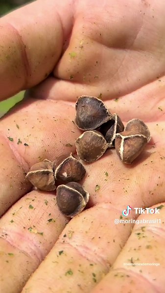 Como Plantar Moringa: Dicas e Processos de Germinação