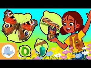 🦋 BUTTERFLIES and METAMORPHOSIS 🌿 From an Egg to an Adult Butterfly