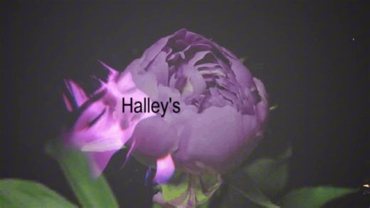 Halleys Comet Explained: A Cosmic Wonder