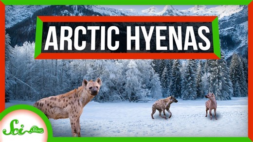 Hyenas once lived in the frigid Arctic