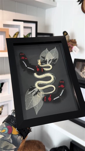 See something you like? All these pieces are available in store at Oddity Bug Club! 29/302 South Pine Road Brendale 🖤 #fyp #foryou #oddities #preservedspecimens #entomology #butterfly #moth #gothicdecor #gothicstyle #witchtok #smallbusiness #brisbane