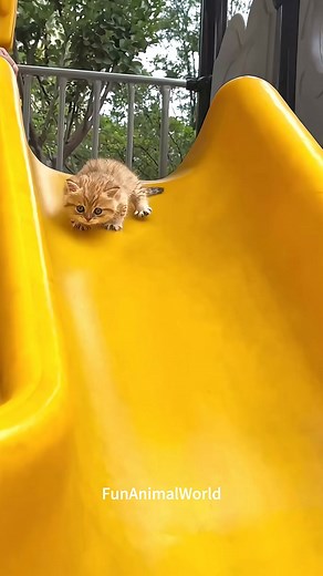 Too Much Meow! Playful Cats Going Wild#MeowingMadness #PlayfulCats #FunnyCatSounds | Funny Animal