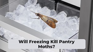 Understanding Pantry Moths - Will Freezing Kill Pantry Moths? - Pantry Raider