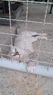 แมวน้อยน่าสงสาร #poorcat
