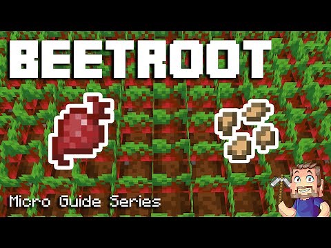 Beetroot - Minecraft Micro Guide