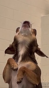 he gave a full concert. the bulldog gave one look. 🚿🐕 opera energy in the shower… zero applause, maximum judgment. #chihuahua #singingdog #bathtimedrama #petcomedy #funnydogs #doglife #animalhumor #viralpets #petreels #dogattitude | Brenda Johnson