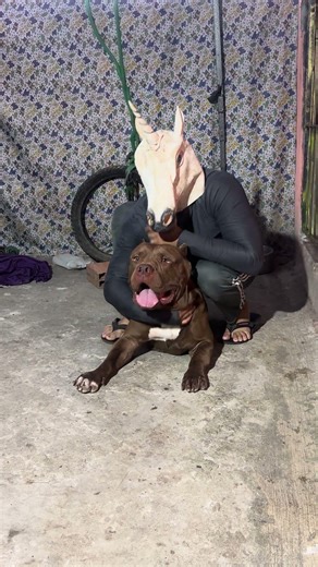 Pitbull Cute 🔥 #pitmonsters