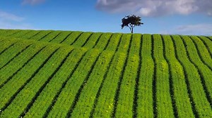 Hemp Hemp Hooray - The Growing Industrial Hemp Market