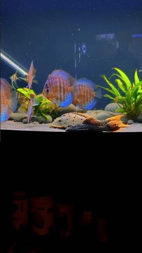 Altum Angelfish Elegance 🐟✨ | The True Giant of Freshwater Grace