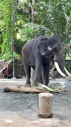 ELEPHANTS IN KERALA | VIRAL ELEPHANTS IN INDIA | TEMPLE ELEPHANTS KERALA | FAMOUS ELEPHANTS KERALA