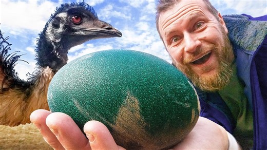 I can't believe our emus finally laid eggs! 🥚 #farmlife #farming | White House on the Hill