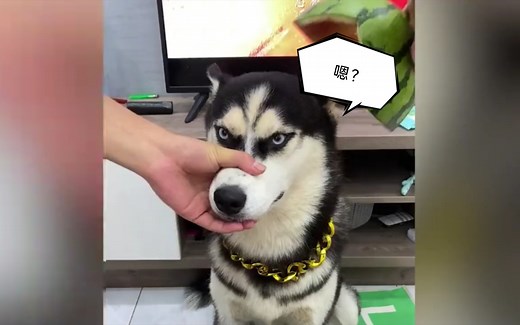 盘点那些动物的搞笑瞬间