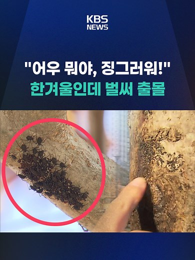 최근 겨울치고 포근한 날씨가 이어지면서 해충이 기승을 부리고 있습니다. 개체 수가 증가할 경우, 약제 방제도 검토할 계획입니다. #춘천#진딧물#해충#벌레#방제작업#KBS#KBSNEWS