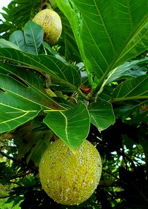 'Ulu Breadfruit: Facts and Culinary Uses