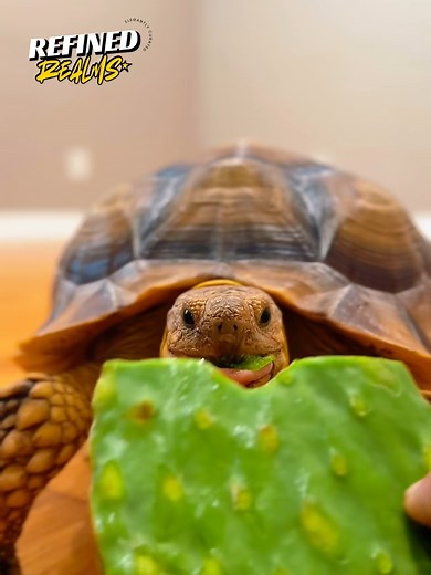 5.2K views · 22 reactions | Surprising, curious, and totally harmless turtle moments that catch people off guard in the funniest ways!  #turtles #funnyanimals #WildlifeMoments #cutecreatures #NatureSurprises | Refined Realms | Facebook