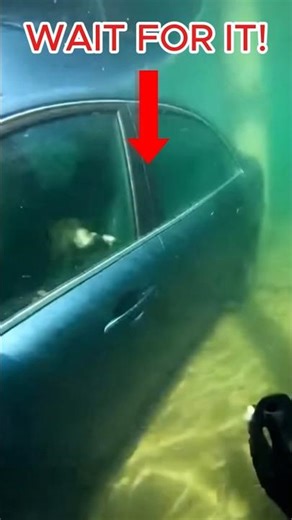 Underwater Rescue of Dogs Trapped Inside Sinking Vehicle