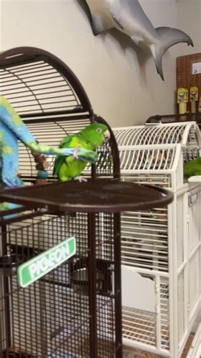 Pigeon, Oscar & Luna