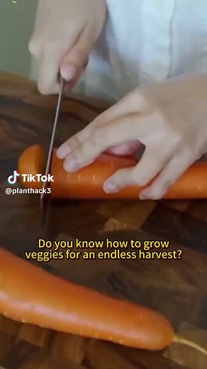Endless Hydroponic Veggies: Grow Your Own at Home