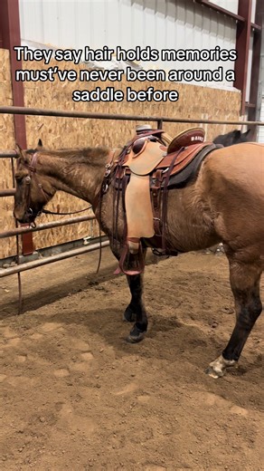 It’s crazy how much they change over the years #saddles #ranchhorse #aqha #punchy #western
