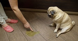 clip-1036548833-naughty-untrained-ill-mannered-dog-peed-home-on