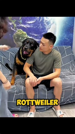 Best Mastiff-Type Guard Dogs in the World 🐕🔥