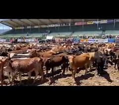 5.2K views · 175 reactions | 鸞The Reno Rodeo Cattle Drive arrived at the Livestock Events center today after a tiring 5 days on the range ❤️ #Reno #cowboys #Nevada #retro #horsesofinstagram | Reno Rodeo | Facebook