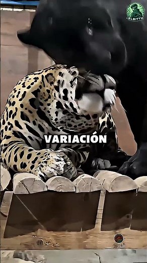 Black Jaguar, Melanism!🐆 #funfacts #animals
