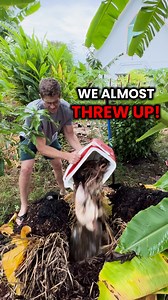 81K views · 25K reactions | ”How are your Banana Plants so massive...