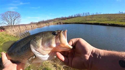 Late fall largemouth that hit like absolute monsters