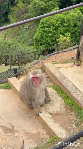 Monkeys free roaming at Arashiyama park mountain top #japan #kyoto #arashiyama #monkeypark #monkeys