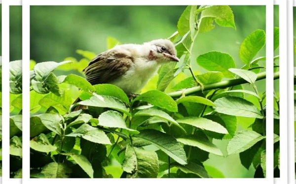 长焦卡片相机佳能sx720hs日常拍摄