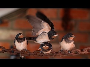 Barn Swallows First Flights | Discover Wildlife | Robert E Fuller