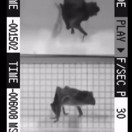 Vampire bat running on treadmill