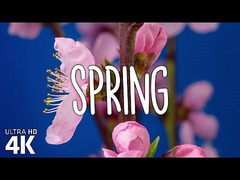 Spring - Аwakening of Nature - 4K | Music Video