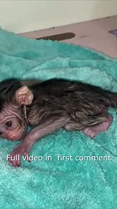 NEWBORN BABY MONKEY WITH BIG HEAD AND ROUND EYES HE IS HASTING A TANTRUM21 Full video in first Comment ! | Monkey Wild