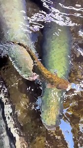 720K views · 3.7K reactions | 503. The song may be out of tune, but I won't leave Arapaima Boss Li who loves to raise fish Fantasti | Anthony Life | Facebook