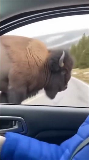 Bison Chases Woman in Yellowstone 😱 | Wild Animal Encounter Caught on Camera #wildlifeencounter