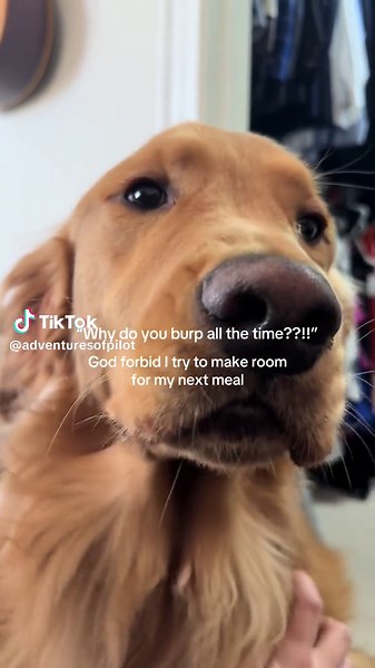 Understanding Dog Burping Habits and Their Causes