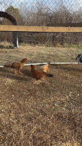 16 reactions · 4 comments | Asil pullets available. No stags at this time | Bull's Gamefowl Farm | Facebook