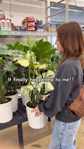 1.7K views · 12K reactions | THE BEST FEELING! ✨ I have 3 Monstera Thai Constellations at home but I couldn’t leave this one behind Make sure you are following for more houseplant tips and inspo  Houseplants | Plant Finds | Indoor Plant Lovers | MariahGrows | Facebook